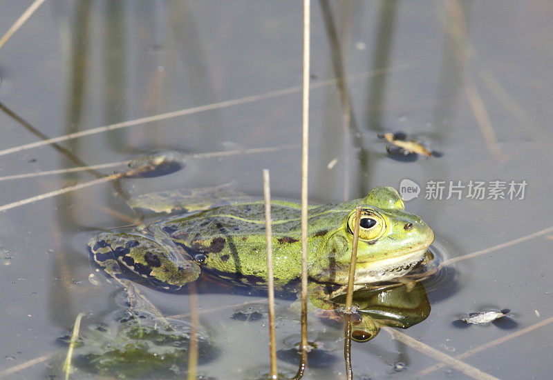 绿色可食用蛙(Rana esculenta synkl.)